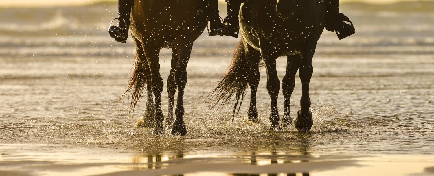 Two horses wade through shallow water on a beach at sunset, creating gentle splashes.