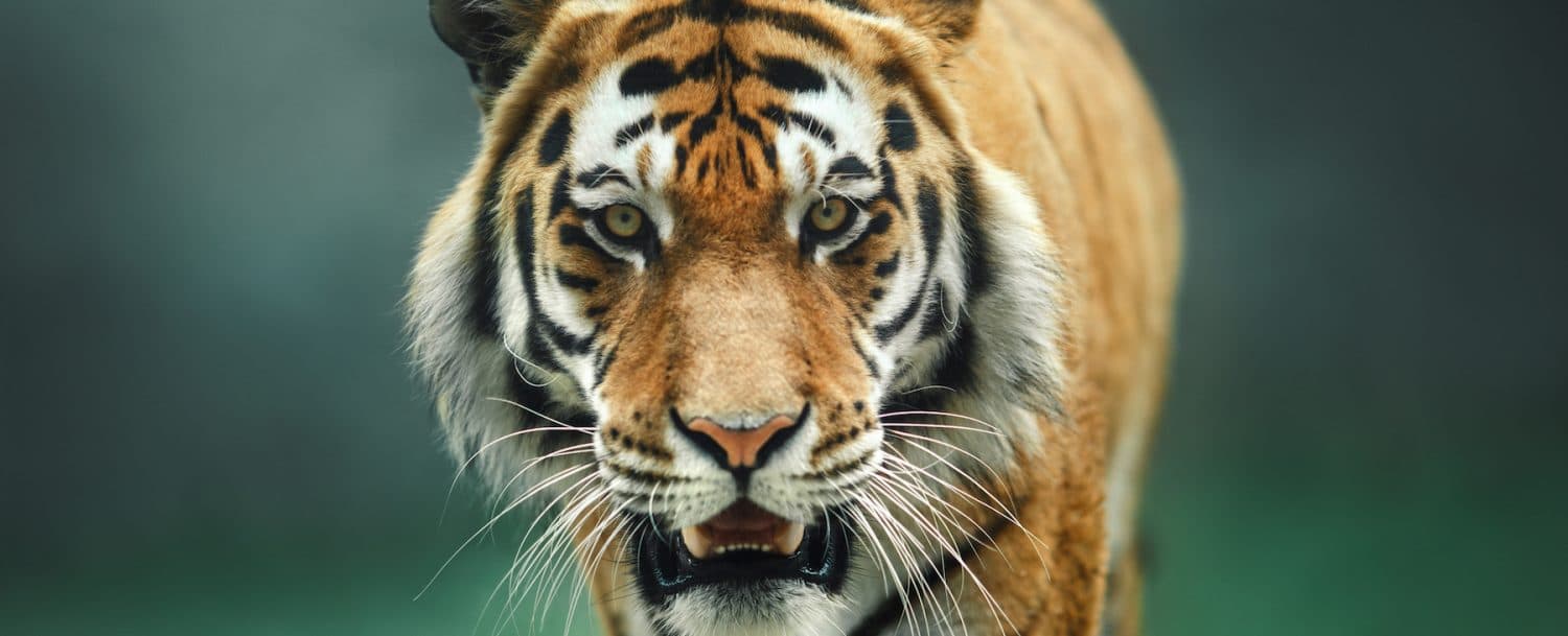 Close-up of a tiger's face with sharp features and intense gaze.