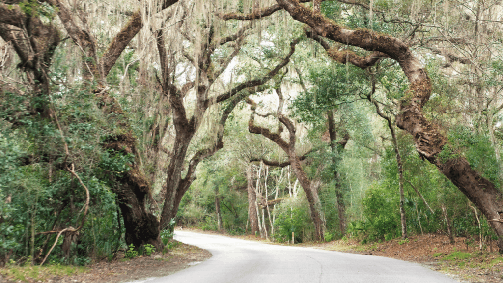 A winding road surrounded by towering trees and lush greenery.