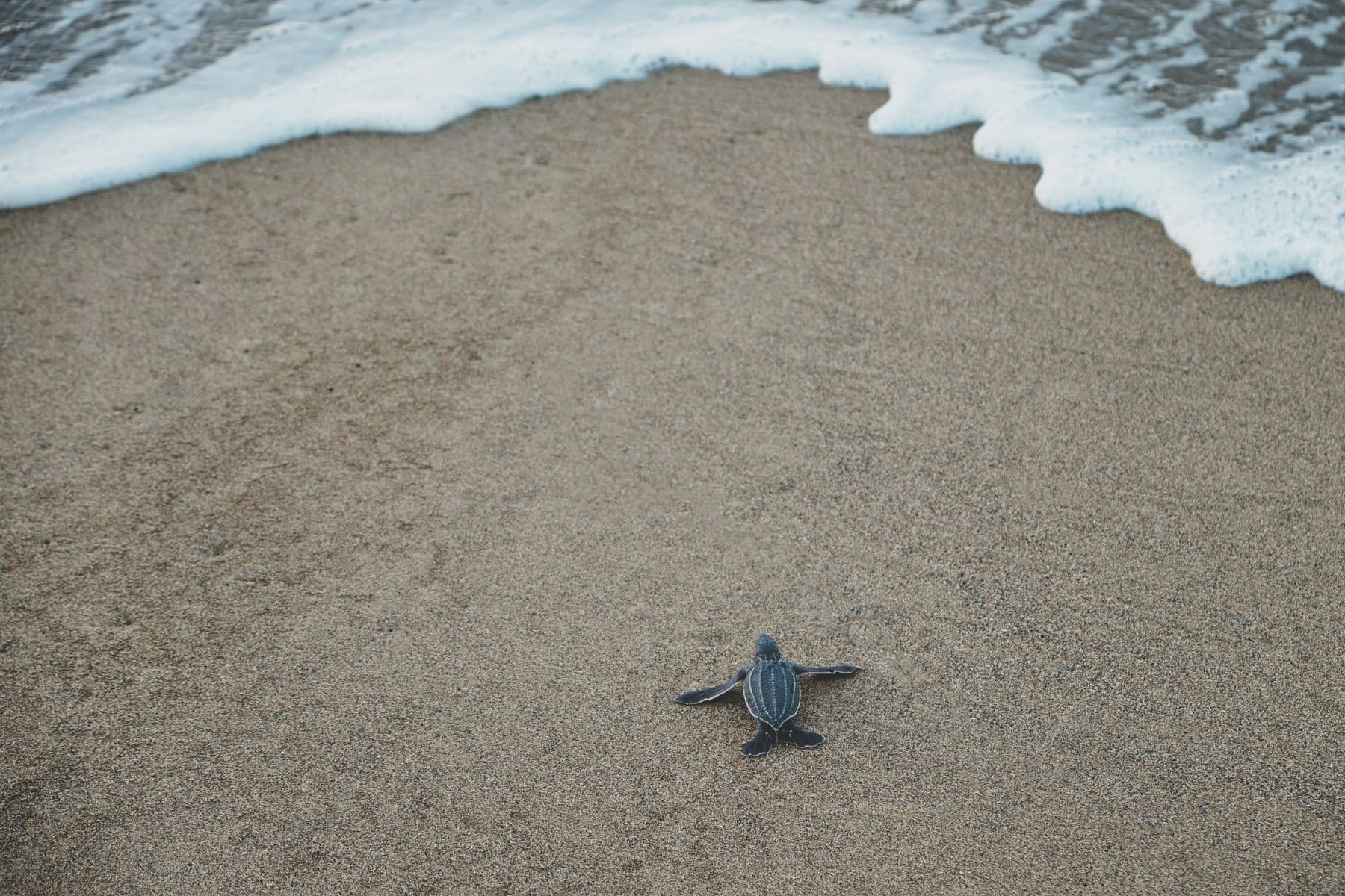 A baby turtle crawls on the sandy beach near the ocean waves.