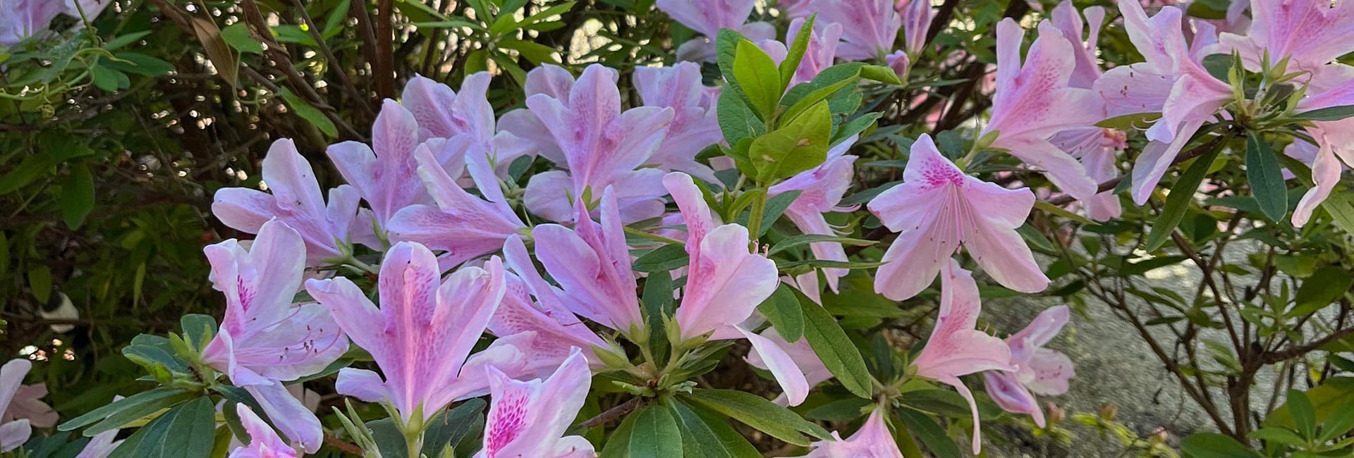 A cluster of pink azalea flowers surrounded by green foliage.