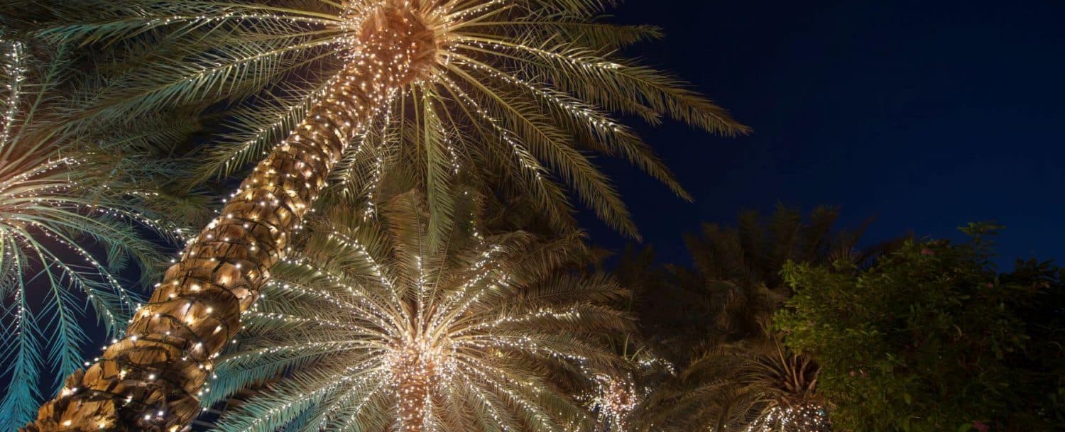 Palm trees adorned with glowing lights against a dark night sky.