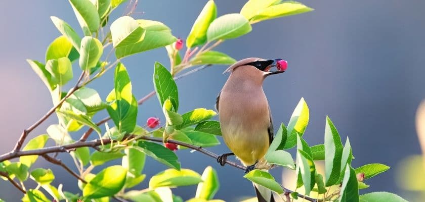 A bird perched on a branch holds a berry in its beak, surrounded by green leaves.