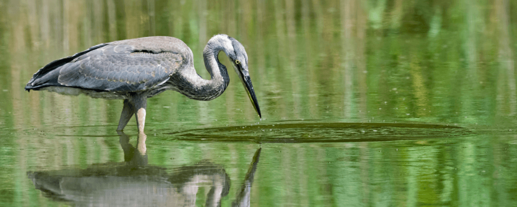 A heron stands in shallow water, poised to catch fish, with vibrant green reflections surrounding it.