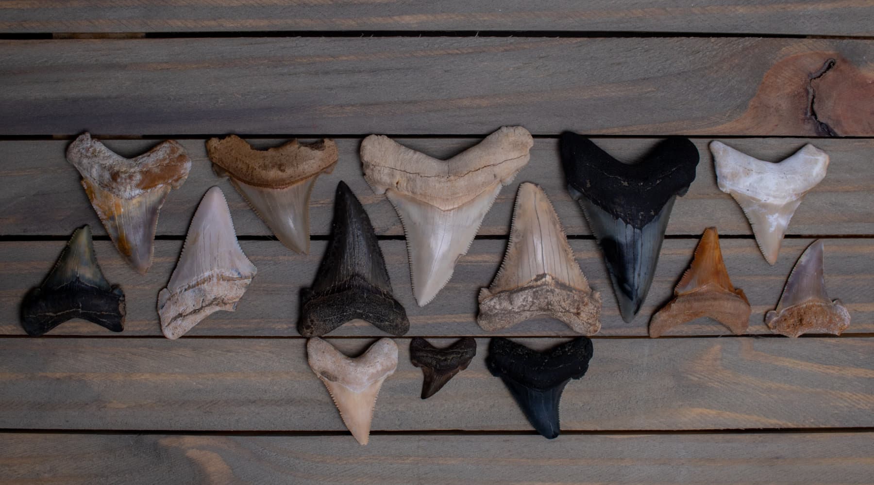 A collection of various shark teeth arranged on a wooden surface.